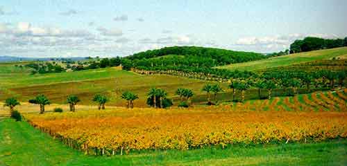 One of Adelaide's Wineries